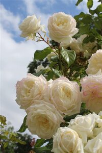 Rosa (P) 'Alaska' 80-100 cm cont. 4,0L