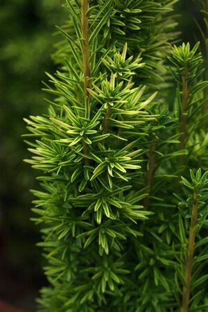 Taxus b. 'David' 25-30 cm cont. 2,0L - afbeelding 1