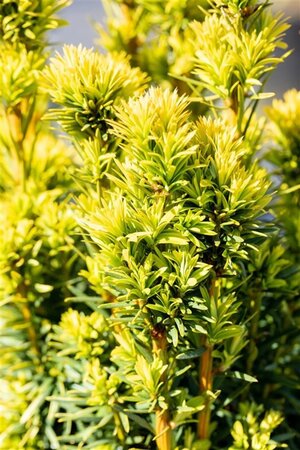 Taxus b. 'David' 25-30 cm cont. 2,0L - afbeelding 2