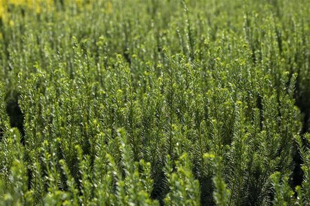 Taxus b. 'Fastigiata Robusta' 20-25 cm cont. 2,0L - afbeelding 1