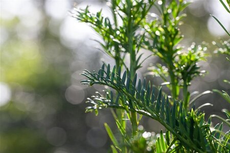 Taxus b. 'Litfass' 50-60 cm cont. 5,0L