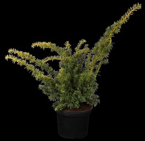 Taxus b. 'Summergold' 25-30 cm cont. 2,0L