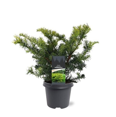 Taxus b. 'Summergold' 30-40 cm cont. 5,0L - afbeelding 2