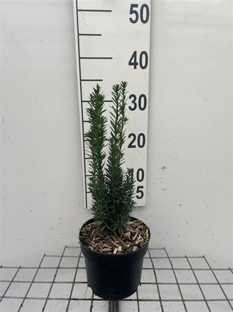 Taxus media 'Hillii' 30-40 cm cont. 2,0L - afbeelding 3