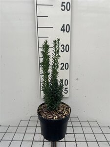Taxus media 'Hillii' 30-40 cm cont. 2,0L - afbeelding 3