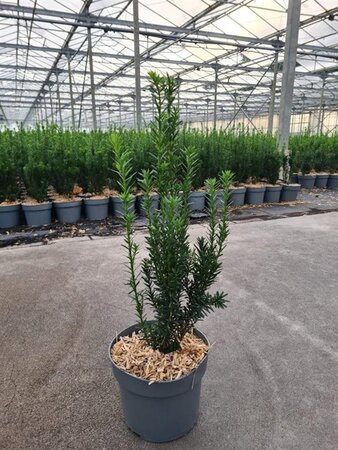 Taxus media 'Hillii' 30-40 cm cont. 2,0L - afbeelding 3