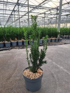Taxus media 'Hillii' 30-40 cm cont. 2,0L - afbeelding 3