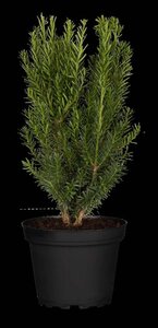 Taxus media 'Hillii' 30-40 cm cont. 2,0L - afbeelding 2