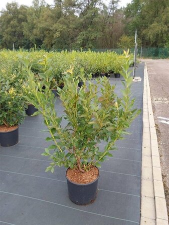 Vaccinium c. 'Brigitta Blue' 60-80 cm cont. 10L - afbeelding 2