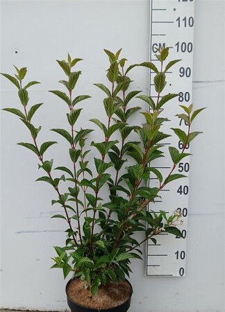 Viburnum bodn. 'Charles Lamont' 80-100 cm cont. 10L - afbeelding 6