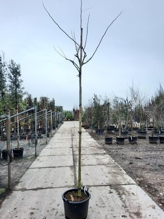 Albizia julibr. Ombrella 12-14 Hoogstam container