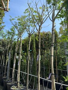 Albizia julibr. Ombrella 16-18 STA container