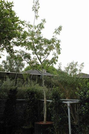 Albizia julibrissin 20-25 STA container - image 1