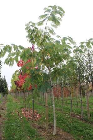 Albizia julibrissin 20-25 STA container - image 2