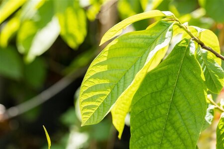 Asimina triloba 10-12 Hoogstam container - afbeelding 1
