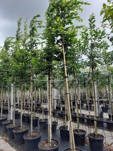 Carpinus betulus 12-14 Hoogstam container