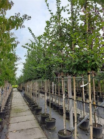 Carpinus betulus 12-14 Hoogstam container - afbeelding 3