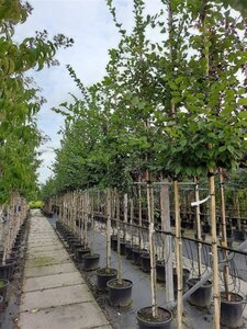 Carpinus betulus 12-14 Hoogstam container - afbeelding 3