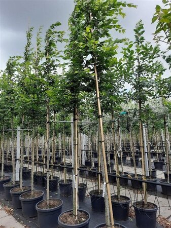 Carpinus betulus 12-14 Hoogstam container - afbeelding 4