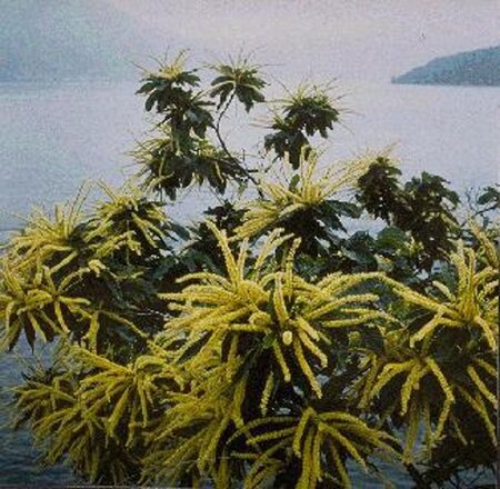 Castanea sativa 8-10 Hoogstam container - afbeelding 1