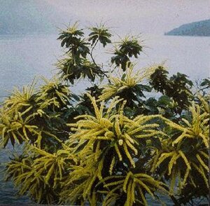 Castanea sativa 8-10 Hoogstam container - afbeelding 1