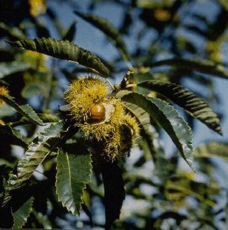 Castanea sativa 8-10 Hoogstam container - afbeelding 3