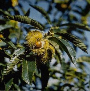 Castanea sativa 8-10 Hoogstam container - afbeelding 3