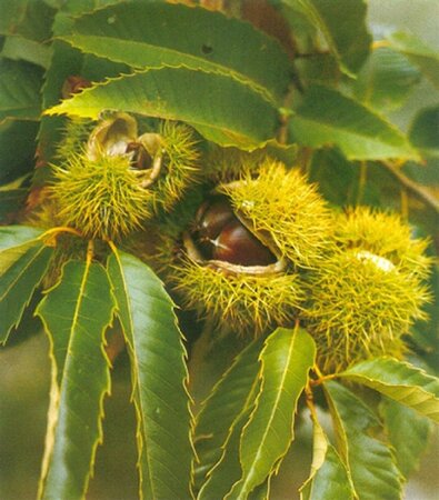 Castanea sativa 8-10 Hoogstam container - afbeelding 5