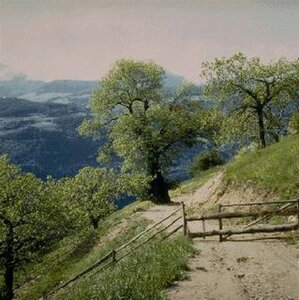 Castanea sativa 8-10 Hoogstam container - afbeelding 6