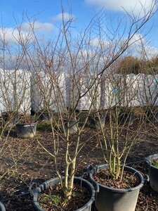 Celtis australis 175-200 cm container meerstammig