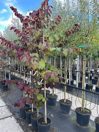 Cercis can. 'Forest Pansy' 6-8 Hoogstam container - afbeelding 1