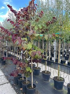 Cercis can. 'Forest Pansy' 6-8 Hoogstam container