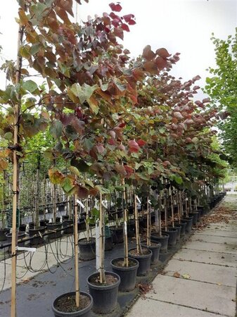 Cercis can. 'Forest Pansy' 6-8 Hoogstam container - afbeelding 2