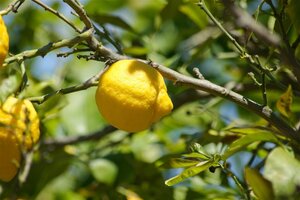 Citrus limon 90 cm stem container - image 2