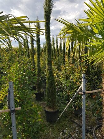 Cupressus semp. 'Stricta' 300-350 cm container