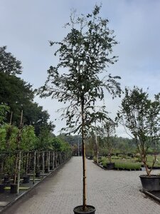 Eucalyptus gunnii 10-12 Hoogstam container