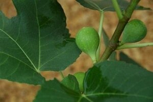 Ficus carica 10-12 Halfstam container - afbeelding 4