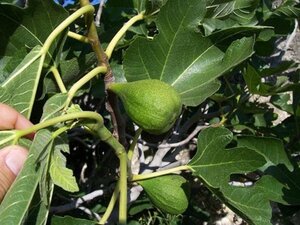 Ficus carica 14-16 Halfstam container - afbeelding 3