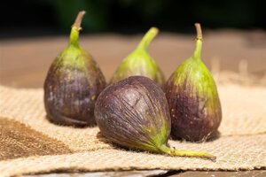 Ficus carica 14-16 Halfstam container - afbeelding 2