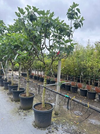 Ficus carica 16-18 Halfstam container - afbeelding 3