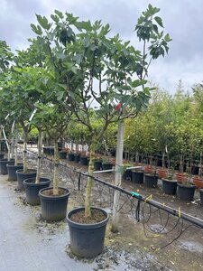 Ficus carica 16-18 Halfstam container - afbeelding 3