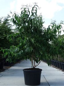 Heptacodium miconioides 200-250 cm cont. 130L meerstammig