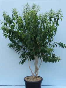 Heptacodium miconioides 200-250 cm cont. 130L meerstammig - afbeelding 2