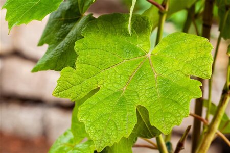 Vitis 'Vanessa' ROOD pitloos geen maat specificatie cont. 1,5L