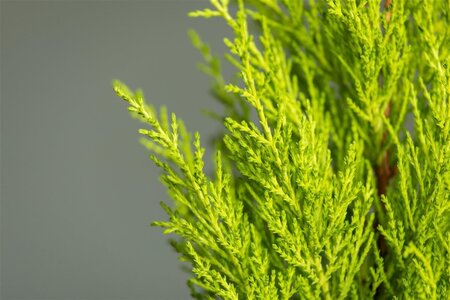 Cupressus m. 'Wilma' geen maat specificatie cont. 1L - afbeelding 2