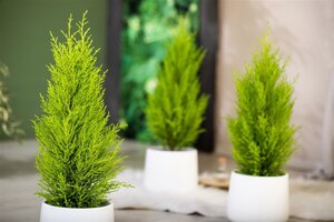 Cupressus m. 'Wilma' geen maat specificatie cont. 1,3L