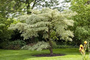Cornus controversa 'Variegata' 60-80 cm BAG struik