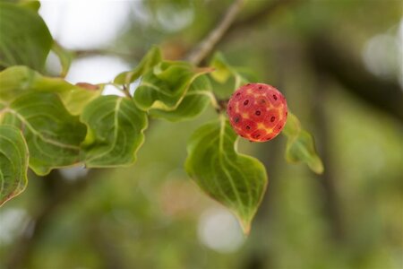 Cornus k. 'China Girl' 100-125 cm BAG - afbeelding 2