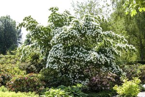 Cornus k. 'China Girl' 100-125 cm BAG - afbeelding 3