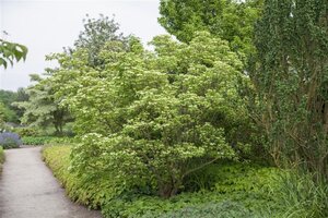Cornus kousa chinensis 80-100 cm BAG